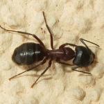 Cipav fourmis